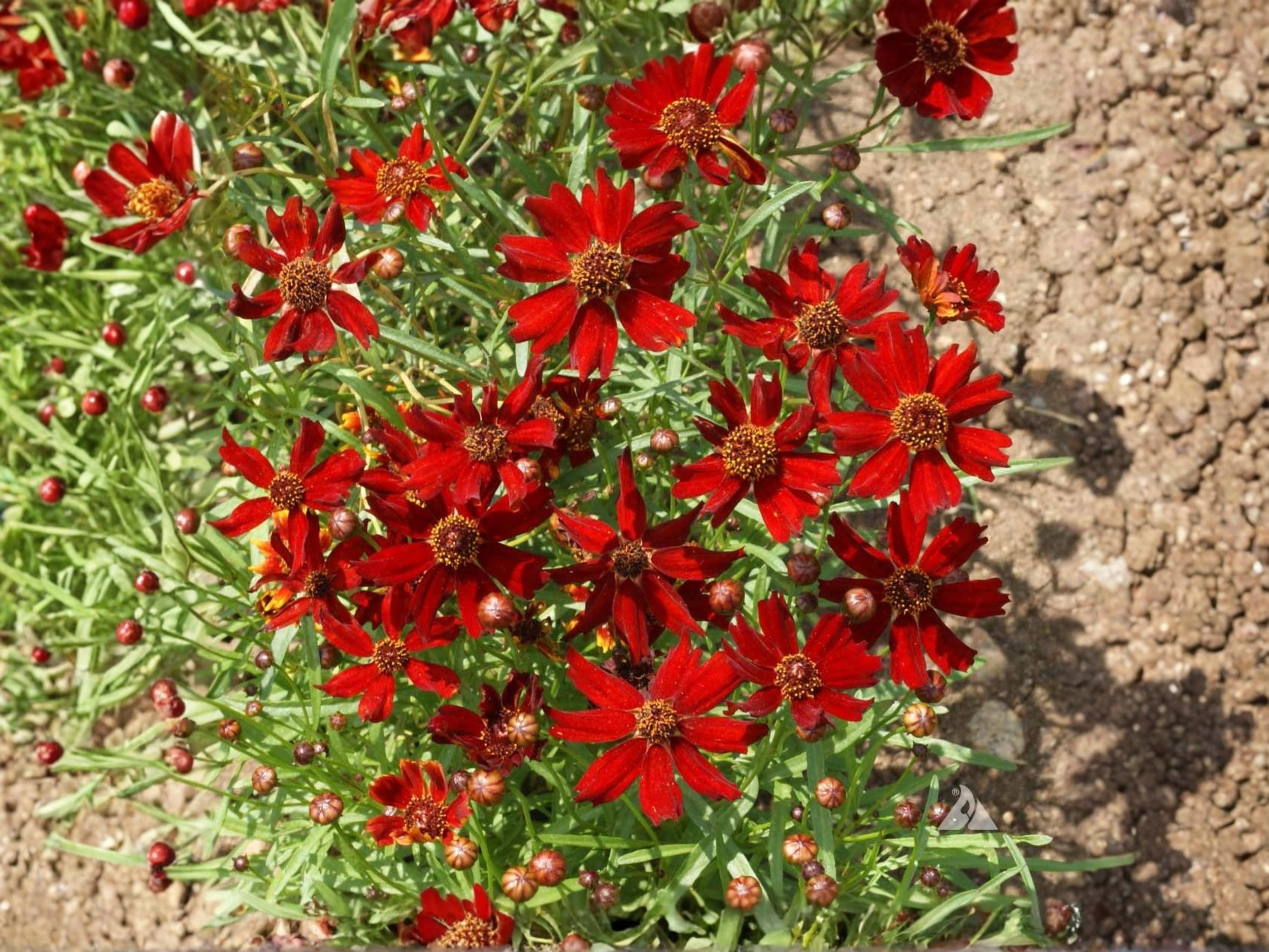 Dwarf Red Coreopsis Seeds (250) – Plains Wildflower – Pollinator Garden Flower – Coreopsis tinctoria 'Dwarf Red'