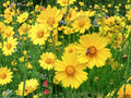Lanceleaf Coreopsis Seeds (50) – Dwarf Yellow Perennial Wildflower for Borders & Pollinators – Coreopsis lanceolata