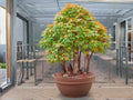 Elegant Chinese Maple Seeds (10) – Acer elegantulum – Rare Ornamental Tree for Landscape Gardens and Bonsai