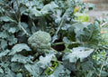 Waltham 29 Broccoli Seeds - 500 Heirloom, Cold Hardy, Blue-Green Heads, High Yield, Vegetables for Spring & Fall Gardens