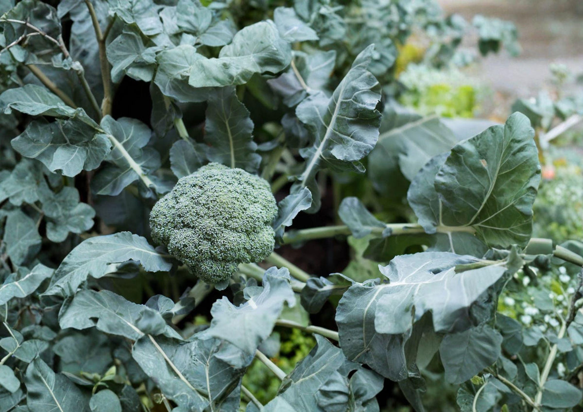 Waltham 29 Broccoli Seeds - 500 Heirloom, Cold Hardy, Blue-Green Heads, High Yield, Vegetables for Spring & Fall Gardens