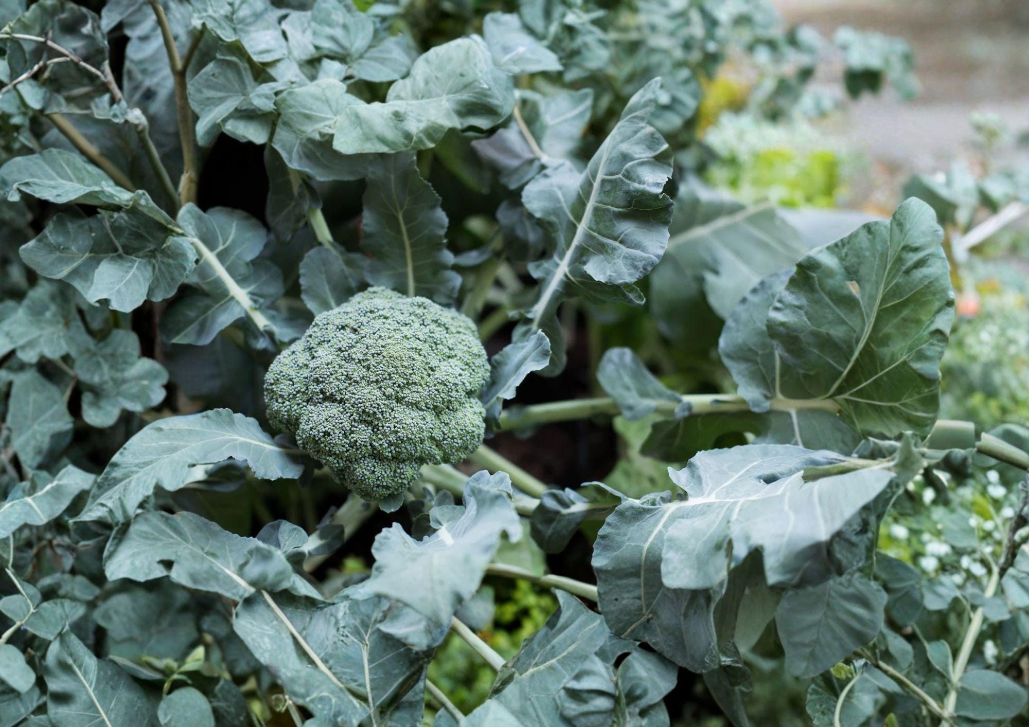 Waltham 29 Broccoli Seeds - 500 Heirloom, Cold Hardy, Blue-Green Heads, High Yield, Vegetables for Spring & Fall Gardens