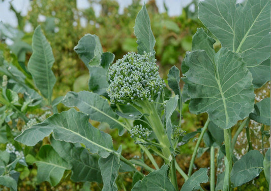 Calabrese Broccoli Seeds - Italian Heirloom, Green Sprouting, 500 Seeds, Vegetable Seeds for Home Garden