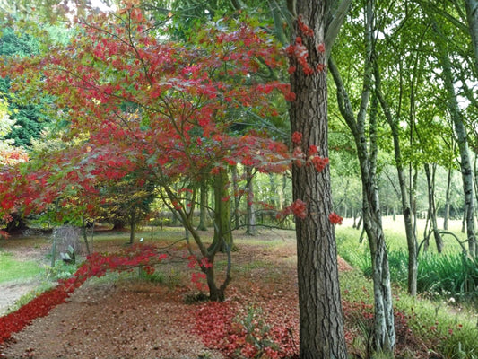 Green Barked Maple Seeds (Acer grosseri) – Rare Ornamental Landscape Tree, Striped Green Bark, Deciduous Tree, 10 Seeds