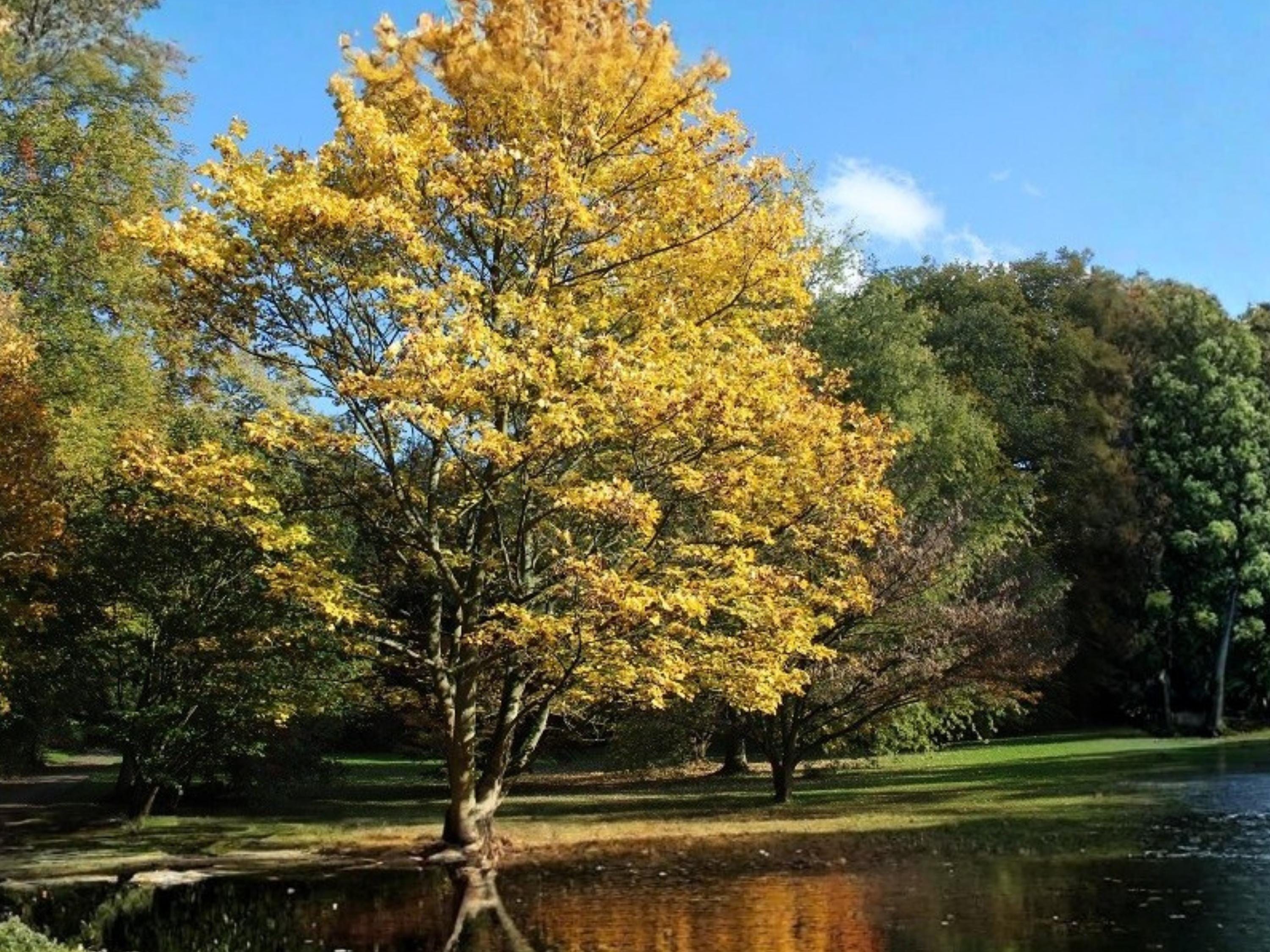 Painted Maple Seeds (Acer mono) – Ornamental Deciduous Tree – Landscape Specimen – 10 Seeds