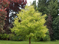 Boxelder Maple Seeds (10) – Acer negundo – Hardy Fast-Growing Shade Tree for Landscaping