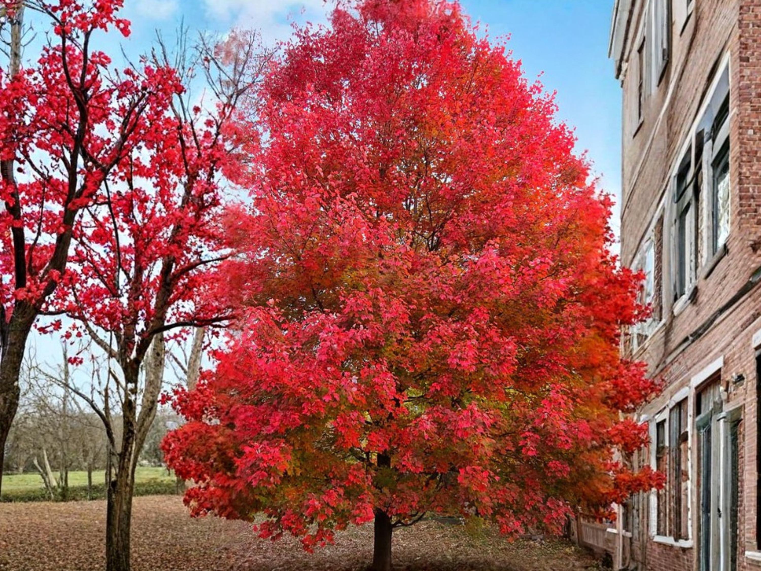 Red Maple Tree Seeds (10) – Acer rubrum, Fast Growing Shade Tree, Deciduous with Red Fall Foliage