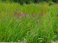 Sweet Vernal Grass Seeds – 300 Pack, Fragrant Meadow Grass, Anthoxanthum odoratum, Perennial for Pasture & Naturalized Landscapes