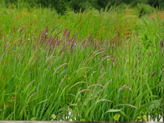 Sweet Vernal Grass Seeds – 300 Pack, Fragrant Meadow Grass, Anthoxanthum odoratum, Perennial for Pasture & Naturalized Landscapes