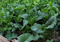 Wan Shen Kailan Seeds – Chinese Broccoli, Tender Stems, 300 Seeds, Asian Greens, Cool-Season Vegetable, Edible Stems & Leaves