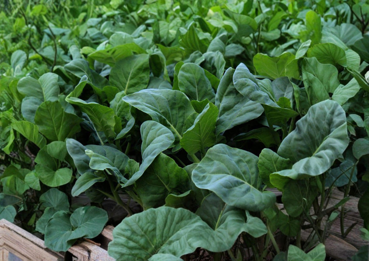 Wan Shen Kailan Seeds – Chinese Broccoli, Tender Stems, 300 Seeds, Asian Greens, Cool-Season Vegetable, Edible Stems & Leaves