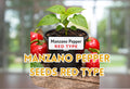 500 Seeds Lycopus americanus Water Horehound Herb Native Wetland Plant Perennial Seed