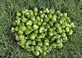 Long Island Improved Brussels Sprouts Seeds – Heirloom, Compact, Cold-Hardy, 500 Seeds for Fall Harvest