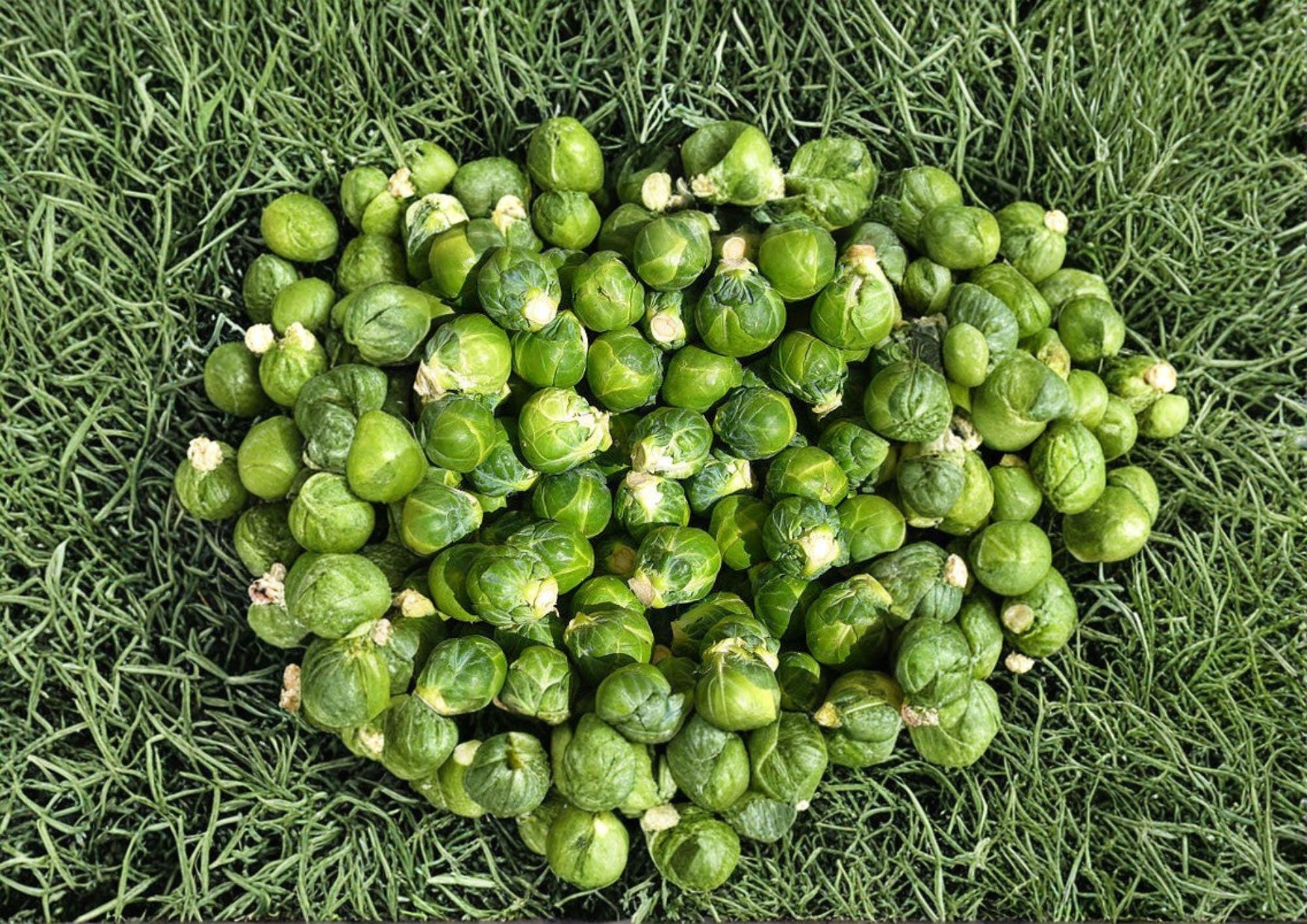 Long Island Improved Brussels Sprouts Seeds – Heirloom, Compact, Cold-Hardy, 500 Seeds for Fall Harvest