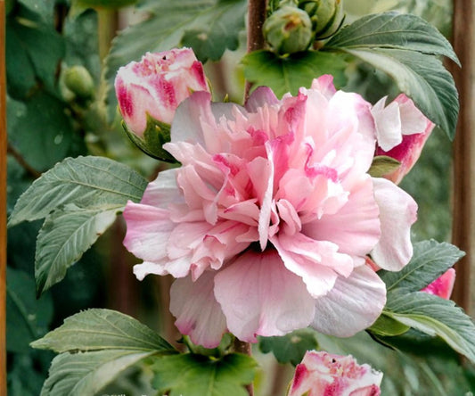 Double Pink Rose of Sharon Live Plant – Hibiscus syriacus, 1/2-1 ft, Deciduous Shrub, Pink Double Blooms, Ornamental Garden Shrub