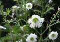 Silene Stellata Seeds – Starry Campion Woodland Perennial with Fragrant White Flowers, Native Pollinator-Friendly Plant, 100 Seeds