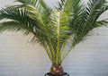 Phoenix Canariensis Seeds – Canary Date Palm, Tropical Ornamental Tree, Exotic Landscape Plant, Indoor & Outdoor Cultivation