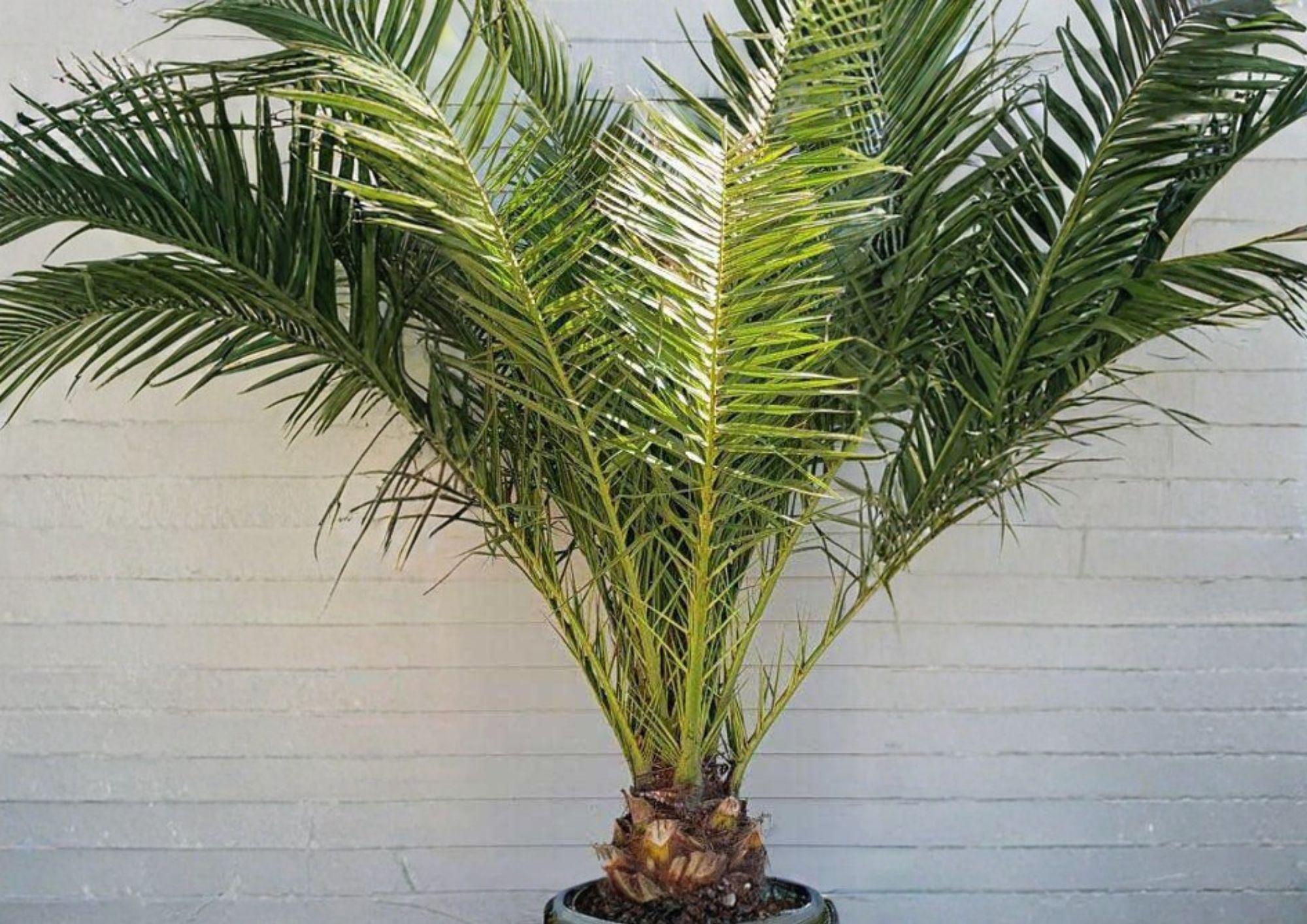 Phoenix Canariensis Seeds – Canary Date Palm, Tropical Ornamental Tree, Exotic Landscape Plant, Indoor & Outdoor Cultivation