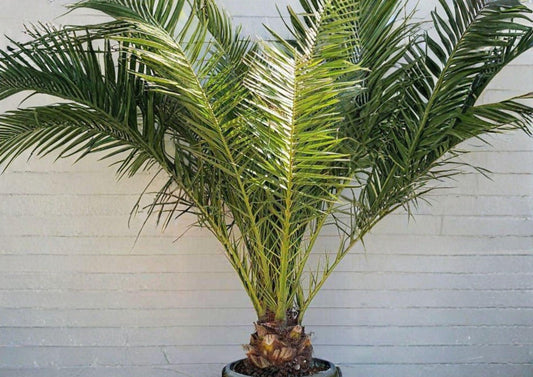 Phoenix Canariensis Seeds – Canary Date Palm, Tropical Ornamental Tree, Exotic Landscape Plant, Indoor & Outdoor Cultivation