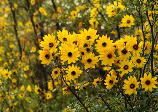 Swamp Sunflower Seeds – Tall Native Perennial with Bright Yellow Fall Blooms – Helianthus angustifolius for Rain Gardens & Wildlife Gardens