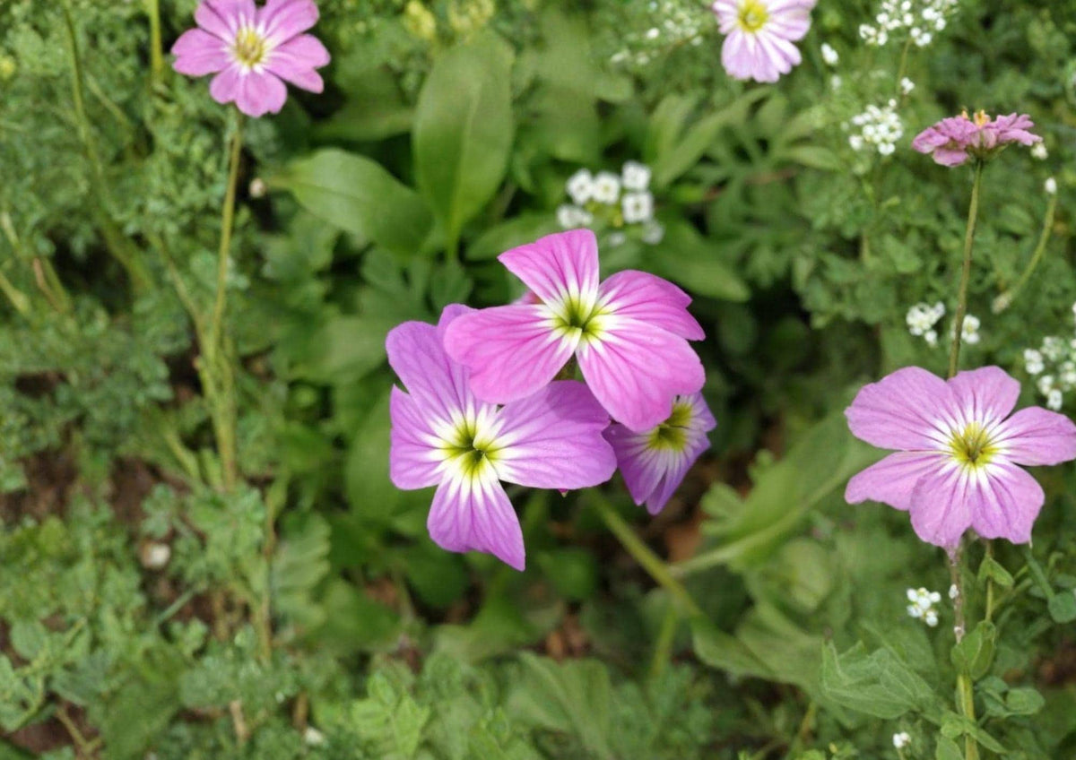 Virginia Stock Seeds – Fragrant Pink Purple Annual Flower for Gardens – Malcolmia maritima, Compact, Easy to Grow, Pollinator-Friendly
