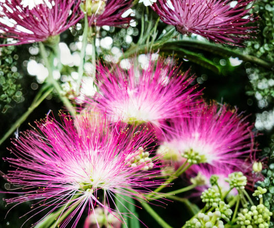 Silk Mimosa Live Plants – 6" Albizia julibrissin Pink Powder Puff Tree – Ornamental Flowering Tree for Garden