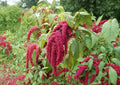 Love Lies Bleeding Seeds – 100 Count, Red Trailing Flower Tassels, Amaranthus caudatus, Ornamental Annual for Borders & Floral Arrangements