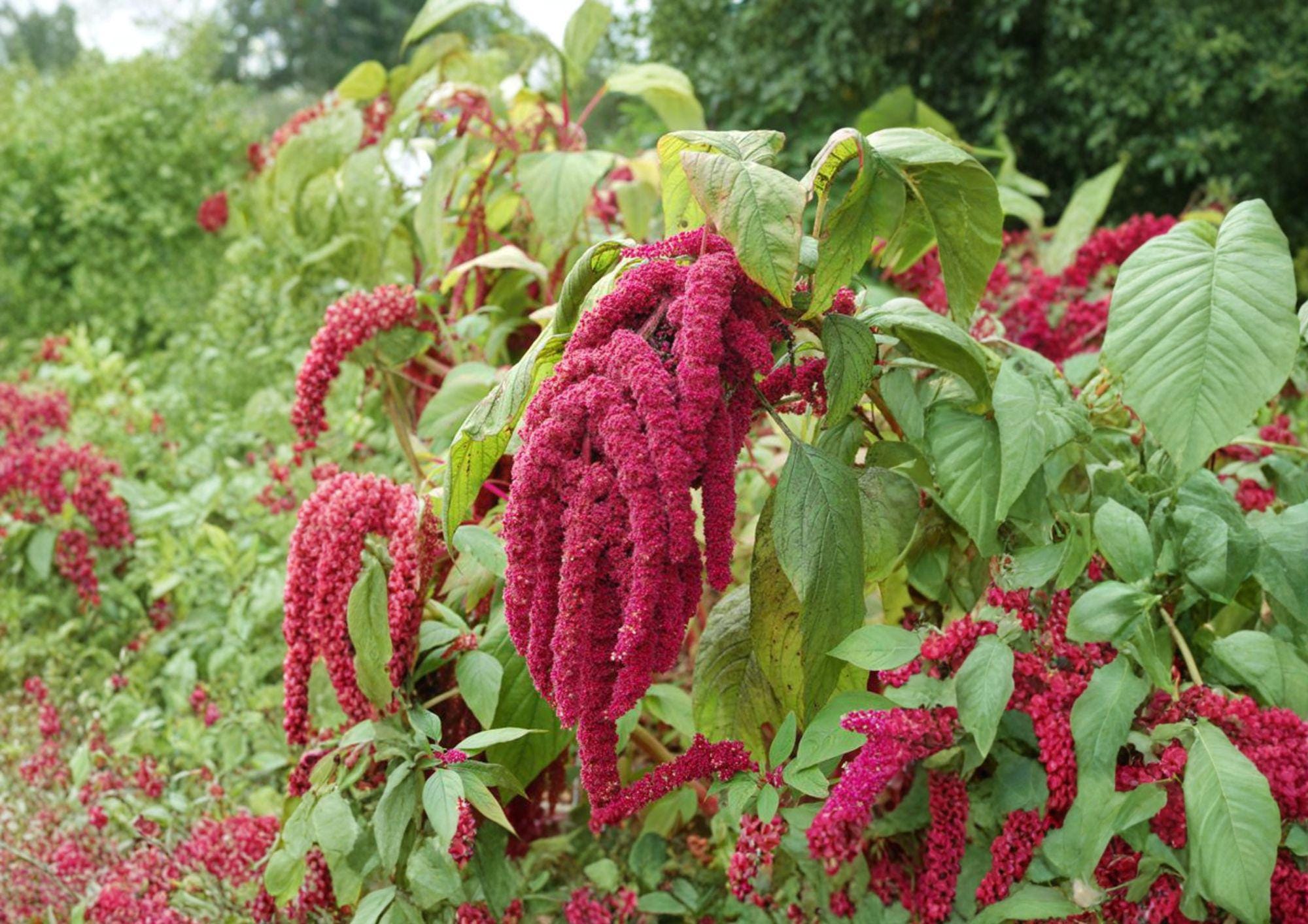 Love Lies Bleeding Seeds – 100 Count, Red Trailing Flower Tassels, Amaranthus caudatus, Ornamental Annual for Borders & Floral Arrangements