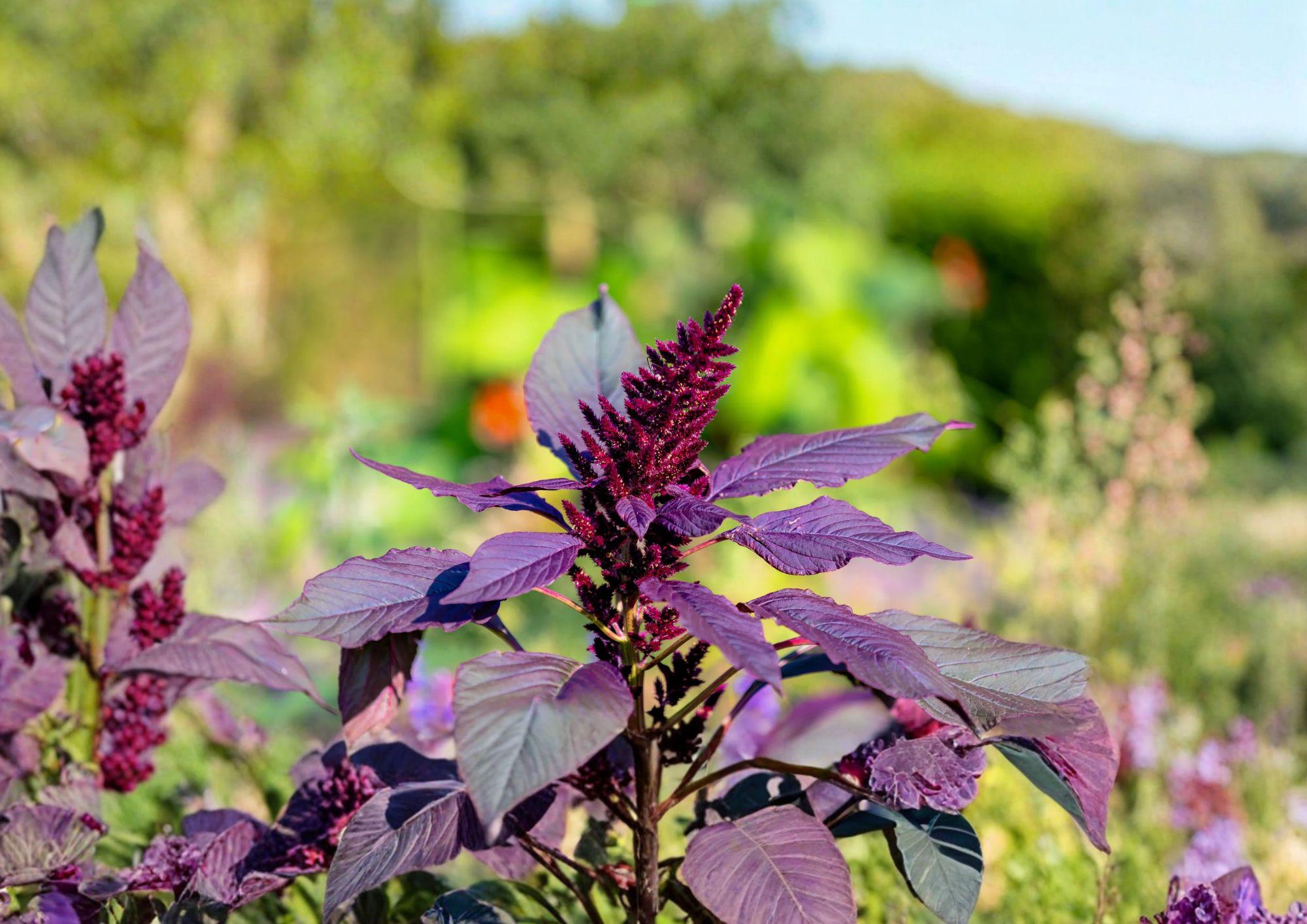 Red Garnet Amaranth Seeds – Ornamental Annual for Borders, Beds, Containers – Amaranthus tricolor
