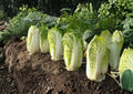 Kogane Chinese Cabbage Seeds, Napa Type, Heirloom Asian Vegetable, Crisp Leaves, Cool-Season, 150 Seeds