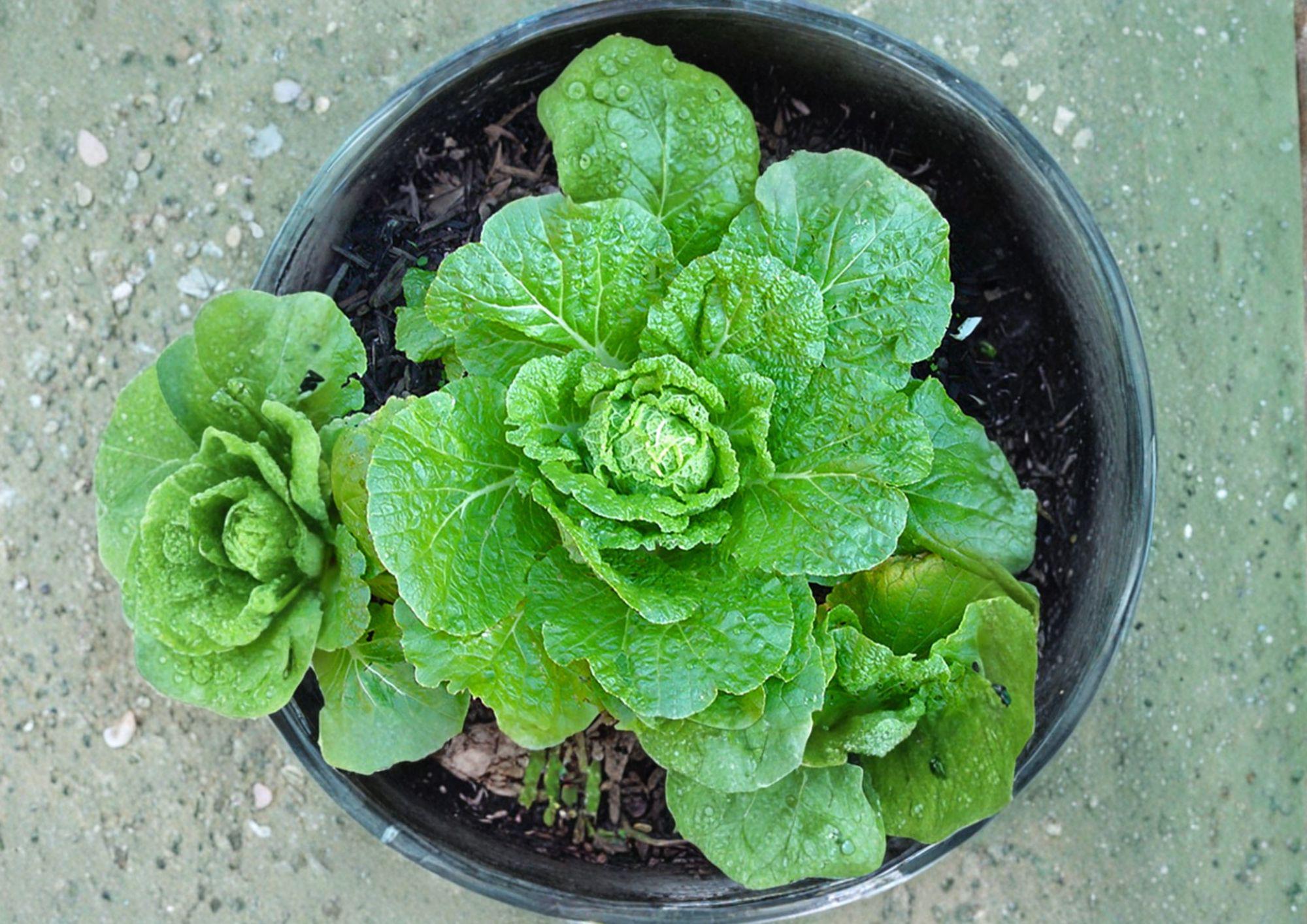 Matsushima Chinese Cabbage Seeds - 300 Napa Type Brassica rapa Pekinensis for Home Garden, Kimchi, Stir-fry, Asian Vegetables