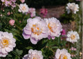 Paeonia Lactiflora Seeds – Fragrant Chinese Peony for Cottage Gardens – Perennial Garden Flower, Pink/White/Rose, Ornamental, Cut Flower