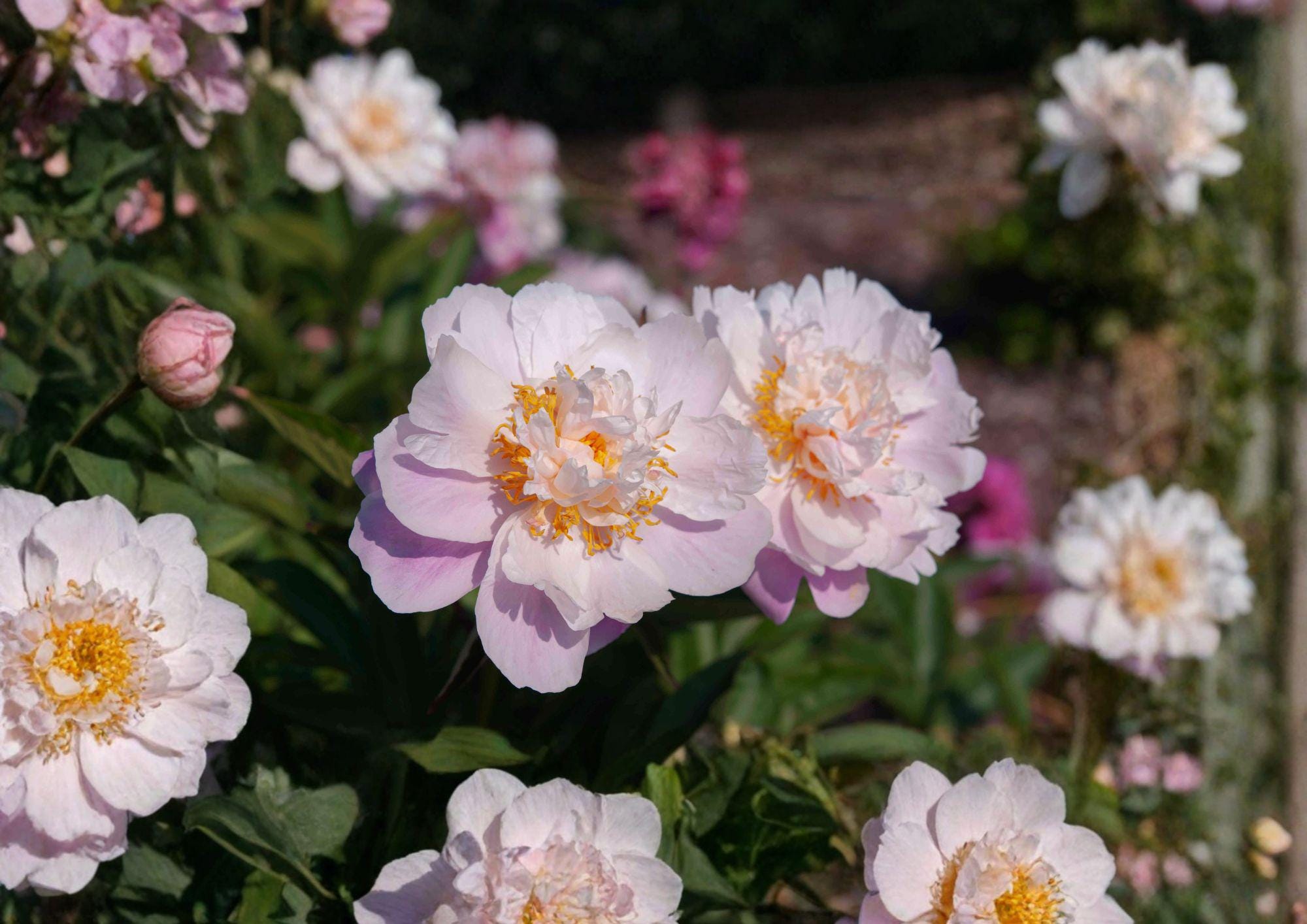 Paeonia Lactiflora Seeds – Fragrant Chinese Peony for Cottage Gardens – Perennial Garden Flower, Pink/White/Rose, Ornamental, Cut Flower