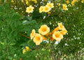 Yellow Trumpet Vine Seeds – Fast Growing Climbing Plant with Bright Yellow Flowers, Campsis radicans 'Flava'