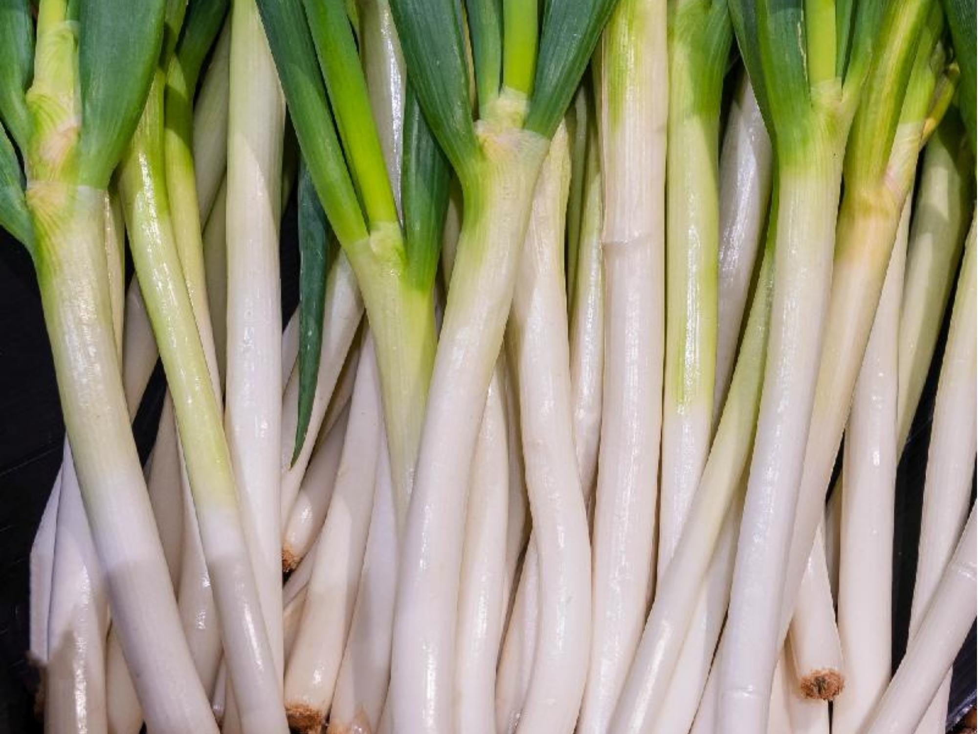 Tokyo Long Bunching Onion Seeds – Non-GMO Green Onion Variety (Allium fistulosum) for Garden, Container, and Raised Bed Growing