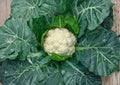 Snowball Y Improved Cauliflower Seeds – 250 Heirloom, Compact, White Heads, Cool-Season Vegetable