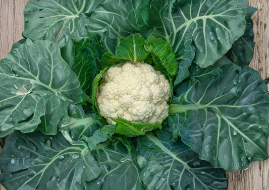 Snowball Y Improved Cauliflower Seeds – 250 Heirloom, Compact, White Heads, Cool-Season Vegetable