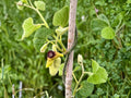Woolly Dutchman’s Pipevine Seeds (10) – Aristolochia tomentosa – Native Butterfly Host Vine for Shade Tolerance