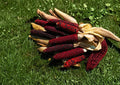 Bloody Butcher Corn Seeds - 50 Heirloom Red Field Corn for Grain, Flour, and Decorative Displays (Zea mays)