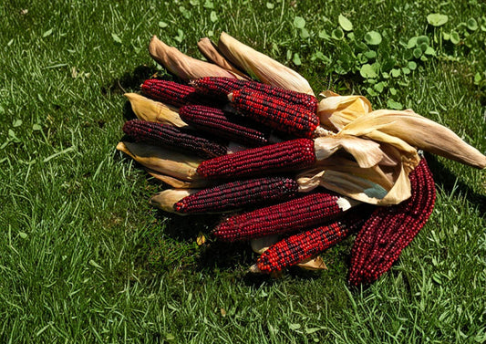Bloody Butcher Corn Seeds - 50 Heirloom Red Field Corn for Grain, Flour, and Decorative Displays (Zea mays)