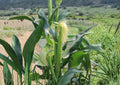 Japanese Hulless White Popcorn Seeds – Heirloom Baby Corn, 50 Seeds, Tender Hull-less Kernels, Open-Pollinated, Gourmet Snack, Home Garden