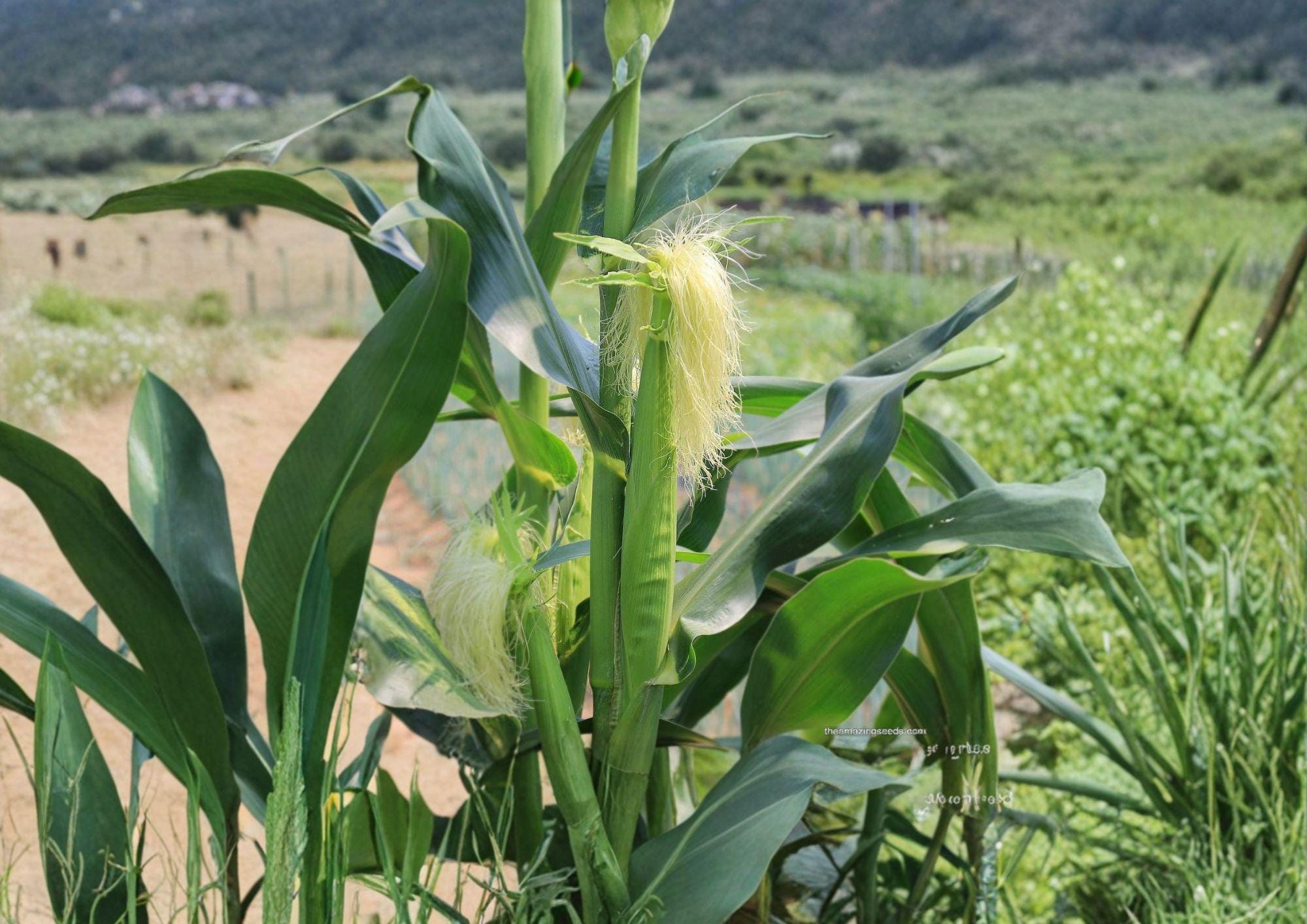 Japanese Hulless White Popcorn Seeds – Heirloom Baby Corn, 50 Seeds, Tender Hull-less Kernels, Open-Pollinated, Gourmet Snack, Home Garden