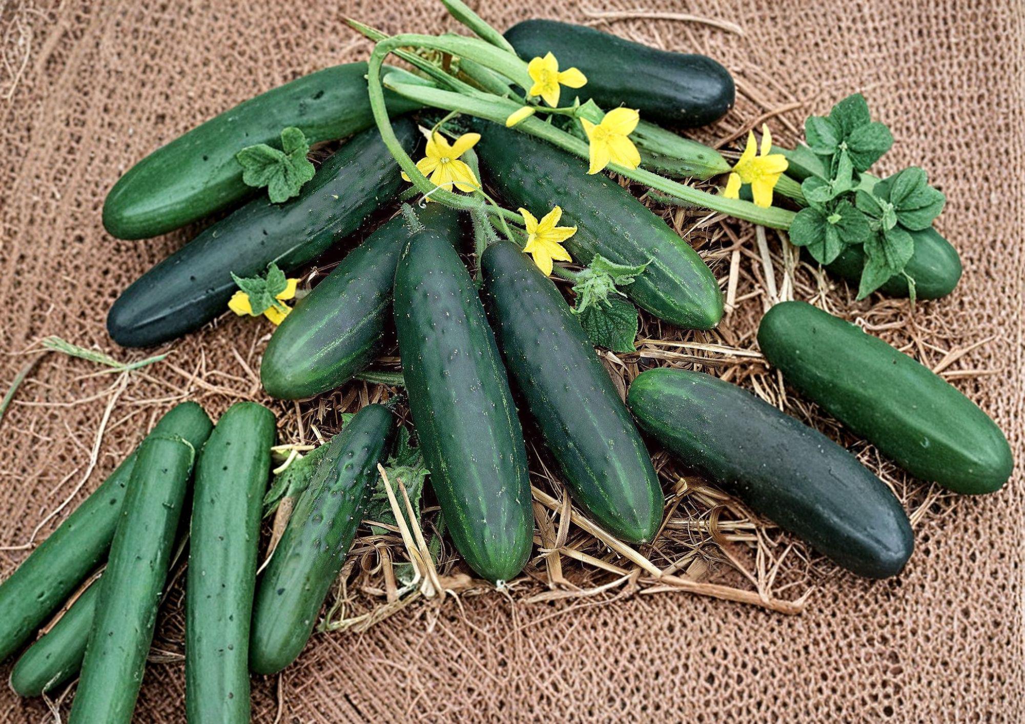 Spacemaster Cucumber Seeds – Compact Bush Variety for Small Gardens, Patios & Containers – Cucumis sativus