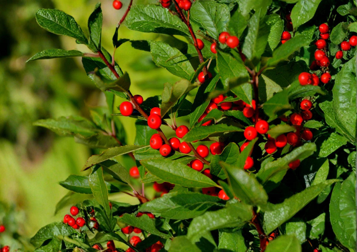 Winterberry Holly Seeds – Native Ilex verticillata, Bright Red Berries for Wildlife Gardens & Hedgerows