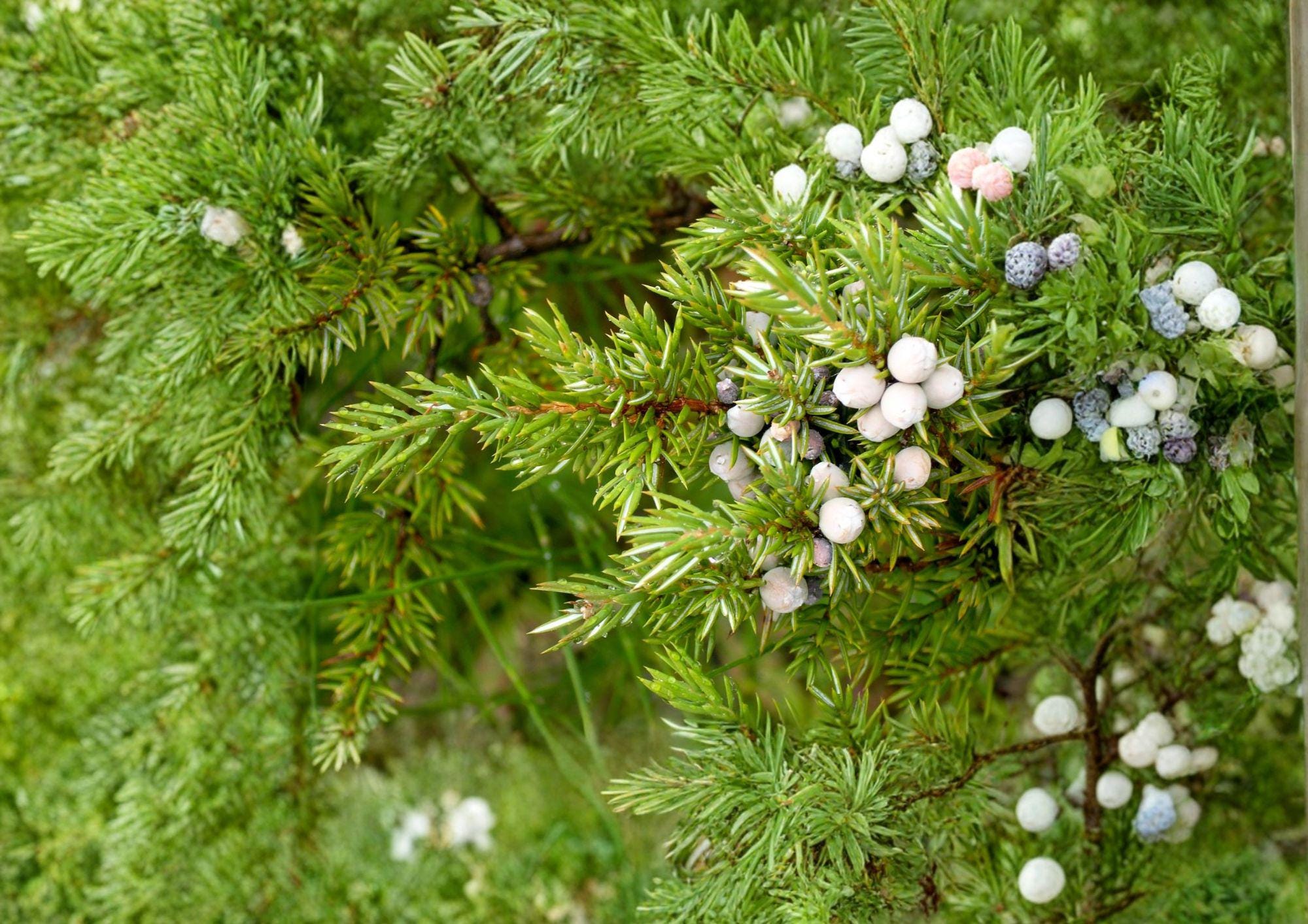 Common Juniper Seeds – Hardy Evergreen Shrub with Aromatic Blue Berries – Juniperus communis, Drought Tolerant, Ornamental, Rock Garden Plant