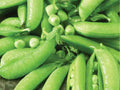 Sugar Snap Pea Seeds – Edible Pod Garden Variety, Non-GMO, Climbing Vines, Fresh Eating, 50 Seeds