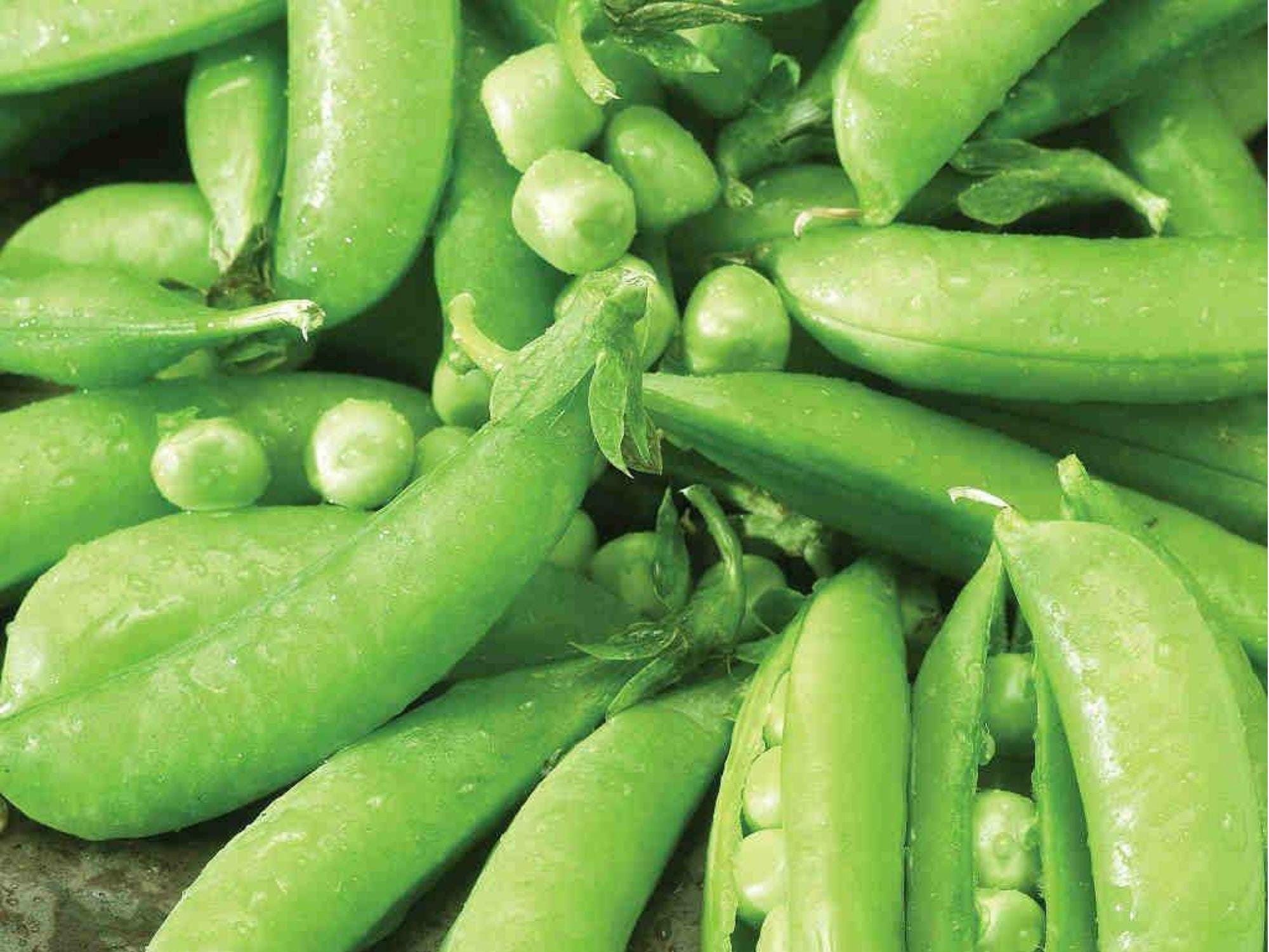 Sugar Snap Pea Seeds – Edible Pod Garden Variety, Non-GMO, Climbing Vines, Fresh Eating, 50 Seeds
