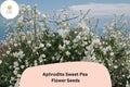 Aphrodite Sweet Pea Seeds – White Climbing Flower, 50+ Seeds, Lathyrus odoratus, Garden Vine for Trellis & Cut Flowers