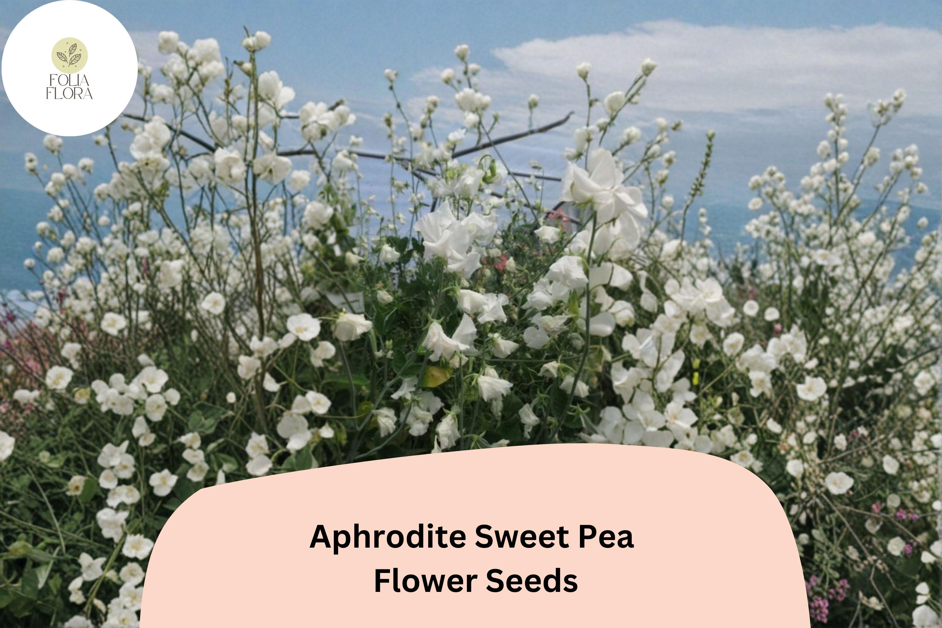 Aphrodite Sweet Pea Seeds – White Climbing Flower, 50+ Seeds, Lathyrus odoratus, Garden Vine for Trellis & Cut Flowers