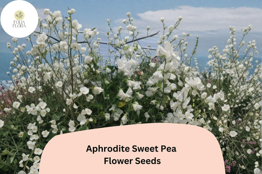 Aphrodite Sweet Pea Seeds – White Climbing Flower, 50+ Seeds, Lathyrus odoratus, Garden Vine for Trellis & Cut Flowers
